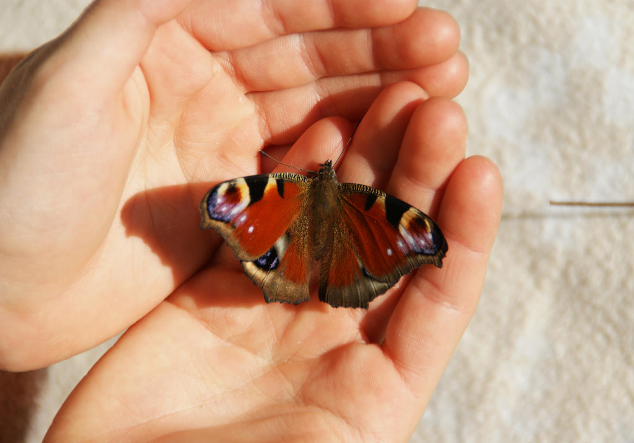 Auf dem Bild sitzt ein Schmetterling in zwei geöffneten Händen